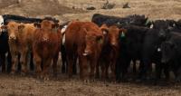 A carne bovina compreende uma parcela significativa das emissões agrícolas.