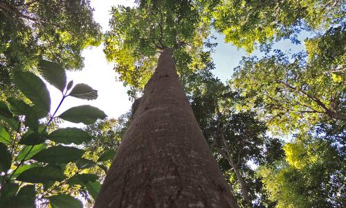 Plantio de mogno amazônico, uma das espécies de árvores que foram considerados no Projeto VERENA (Foto: Claudio Pontes)