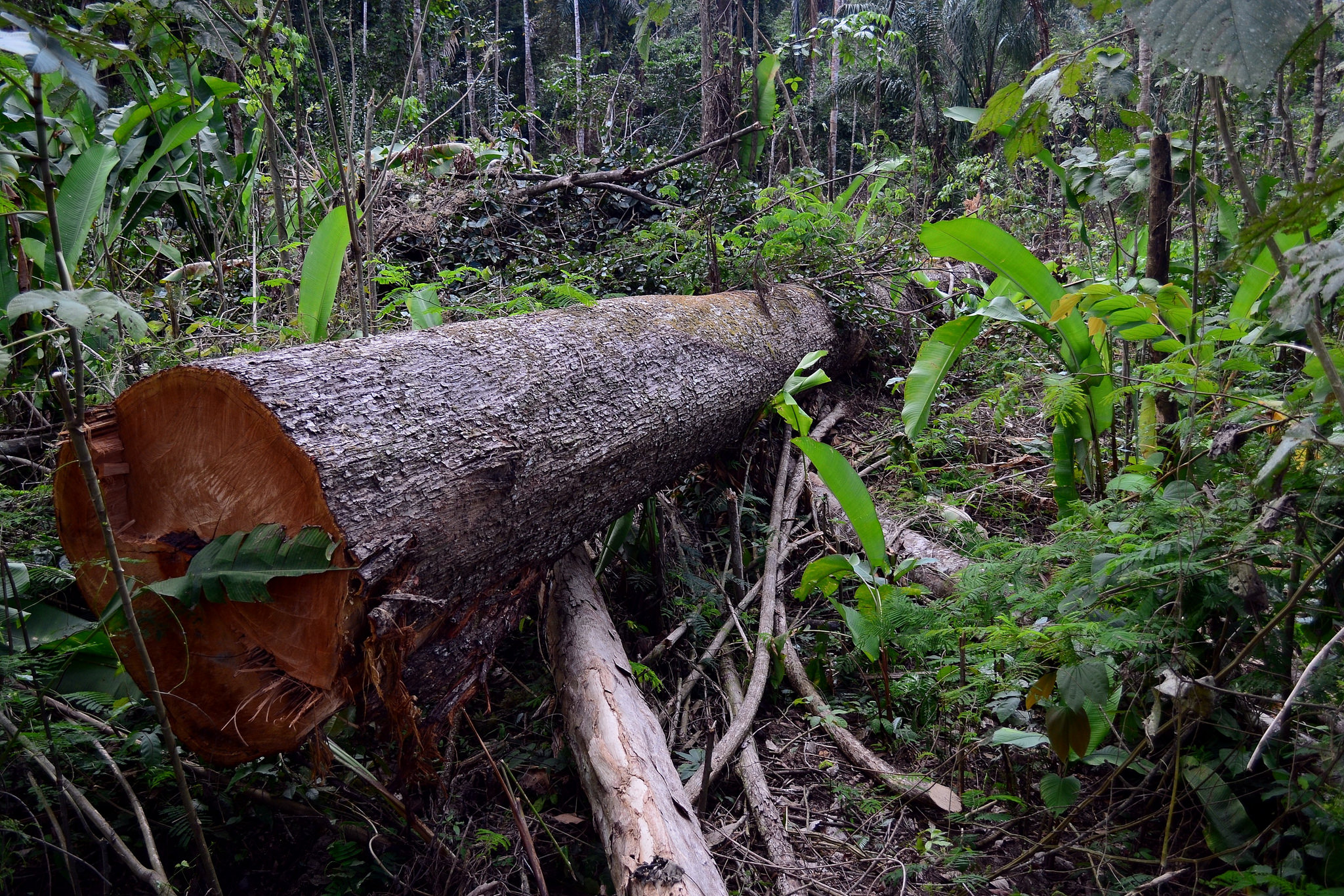 Floresta Nacional do Jamanxim em Novo Progresso, Pará. (Foto: Vinícius Mendonça - Ascom/Ibama/Flickr-CC)