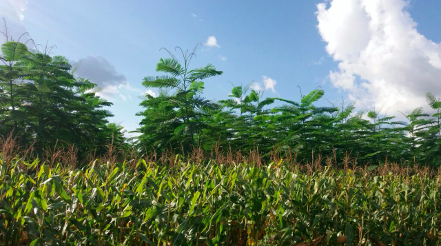 <p>Sistema integrado combina cultura do milho com paricá, árvore nativa da Amazônia (foto: Alan Batista/WRI Brasil)</p>