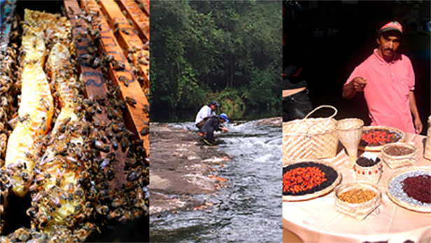 Benefícios da natureza: mel, água, sementes e madeira (Fotos: Aurelio Padovezi/WRI Brasil)