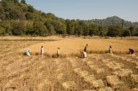pessoas trabalham em campo de arroz na India