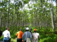 Pesquisadores visitam uma floresta plantada no Pará (Foto: WRI Brasil)