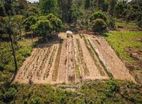 Agrofloresta SAF na Amazônia