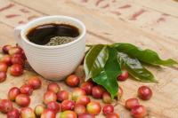 pesquisa descobriu que 60% de todas as espécies de café estão ameaçadas de extinção