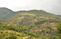 foto de paisagem pontuada por árvores no Quênia
