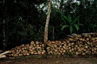 troncos de árvore empilhados