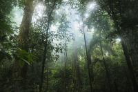 Florestas primárias são importantes para biodiversidade e carbono (Foto: stokpic/Pixabay)