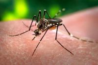 Temperaturas mais quentes podem expandir a área de abrangência de mosquitos, espalhando doenças como dengue e zika. Foto: James Gathany/CDC