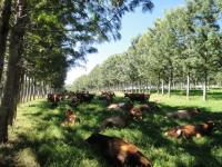 bois descansam na sombra de árvores plantadas em sistema  Integração, Lavoura, Pecuária e Floresta (ILPF)