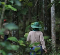 Trabalhadora caminha por área reflorestada