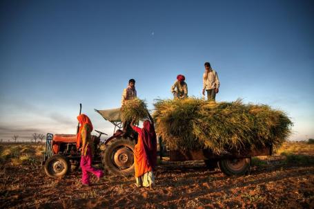 Grupo de agricultores em uma colheita perto de Jaipur, na Índia. 