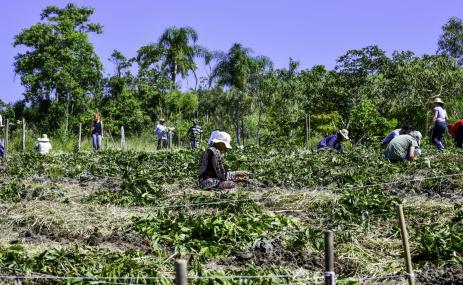 Mutirão de agricultores implantam SAF no Vale do Paraíba
