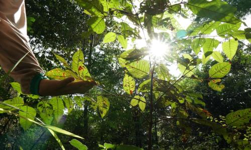 pessoa toca em plantas dentro de florestas em regeneração natural