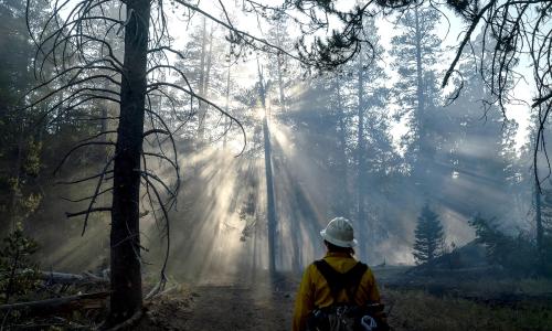 bombeiro em floresta nos EUA