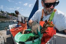 Um pescador. Um estudo descobriu que o rápido aquecimento da água na costa da Nova Inglaterra pode estar levando a um declínio no número de pescadores