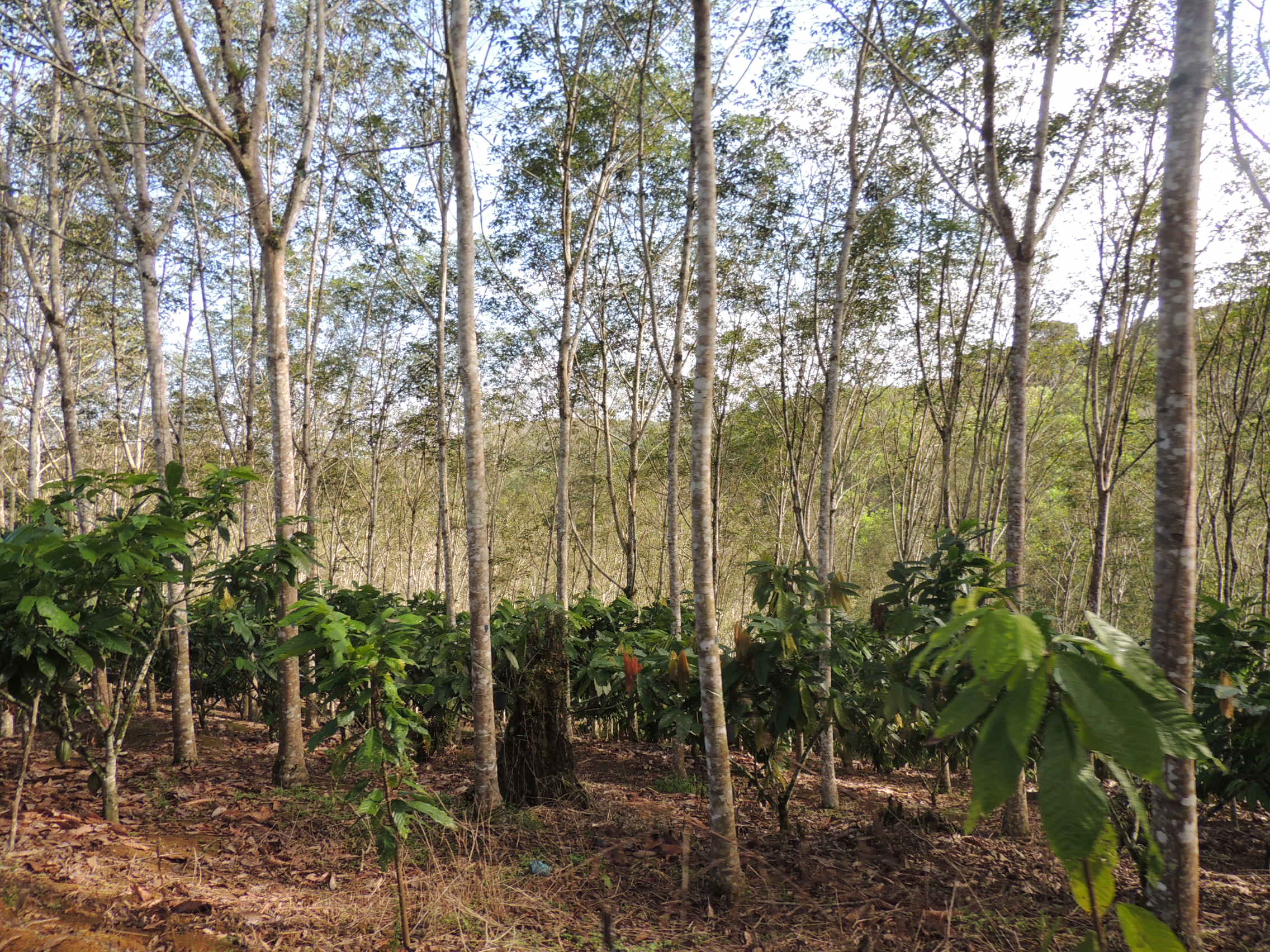 <p>Um Sistema Agroflorestal com espécies nativas que mistura cacau e seringueiras (Foto: WRI Brasil)</p>