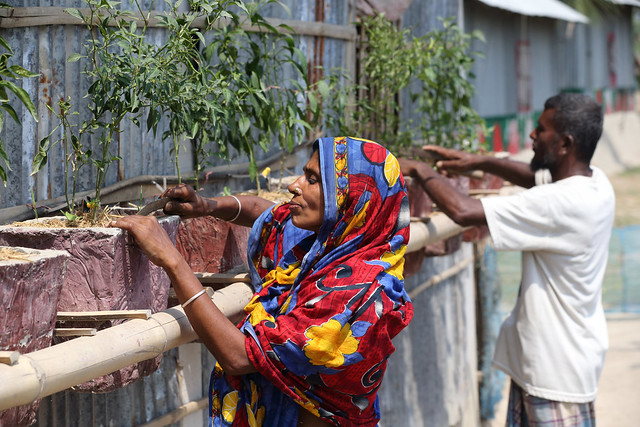 <p>Casal em Bangladesh planta pimentões em sua casa adaptada às mudanças climáticas (Foto: WorldFish/Flickr)</p>