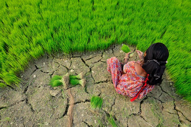 <p>Mulher colhendo arroz no Nepal (Foto: Neil Palmer/CIAT)</p>