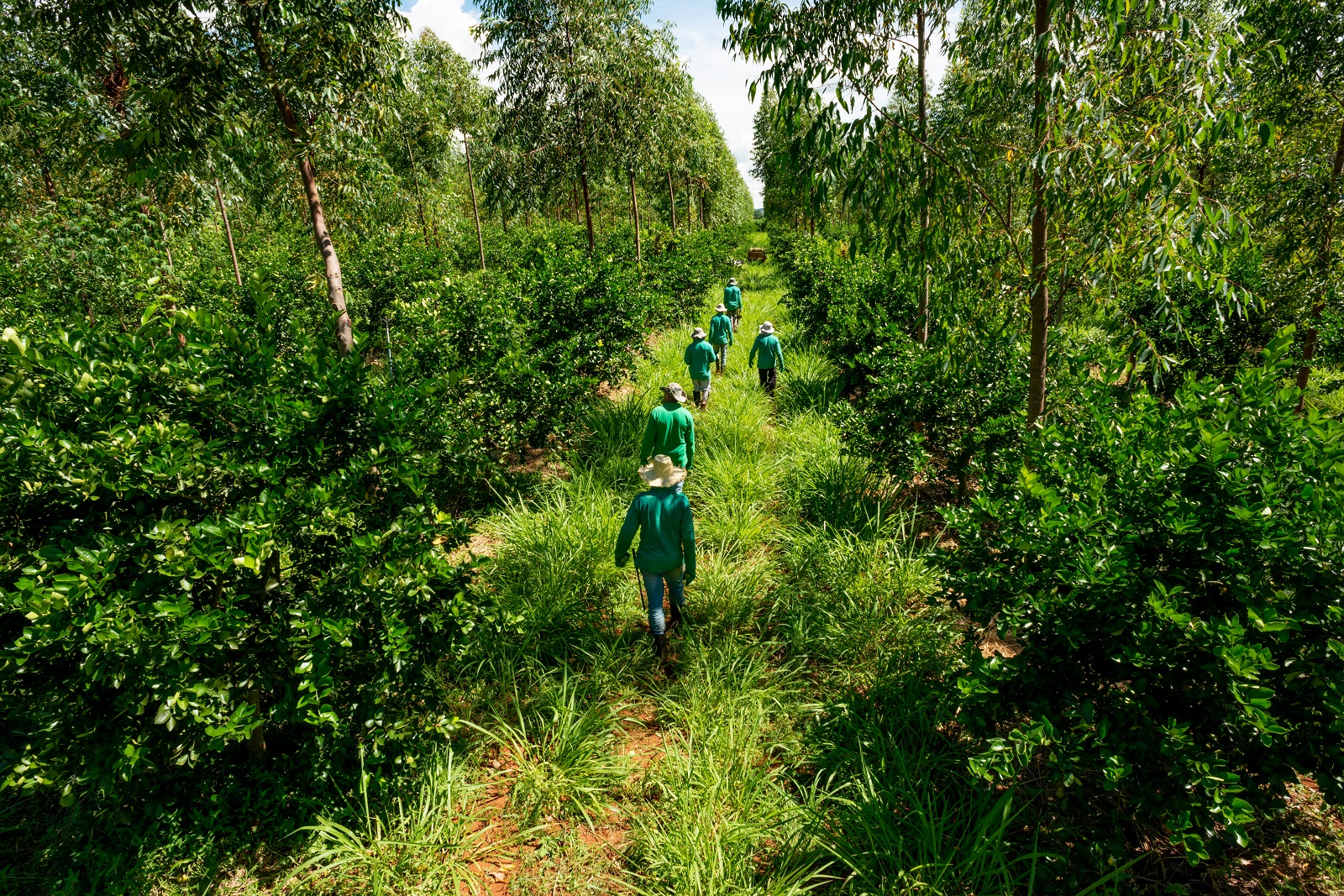 Agroflorestas, integrando a produção de alimentos com árvores nativas