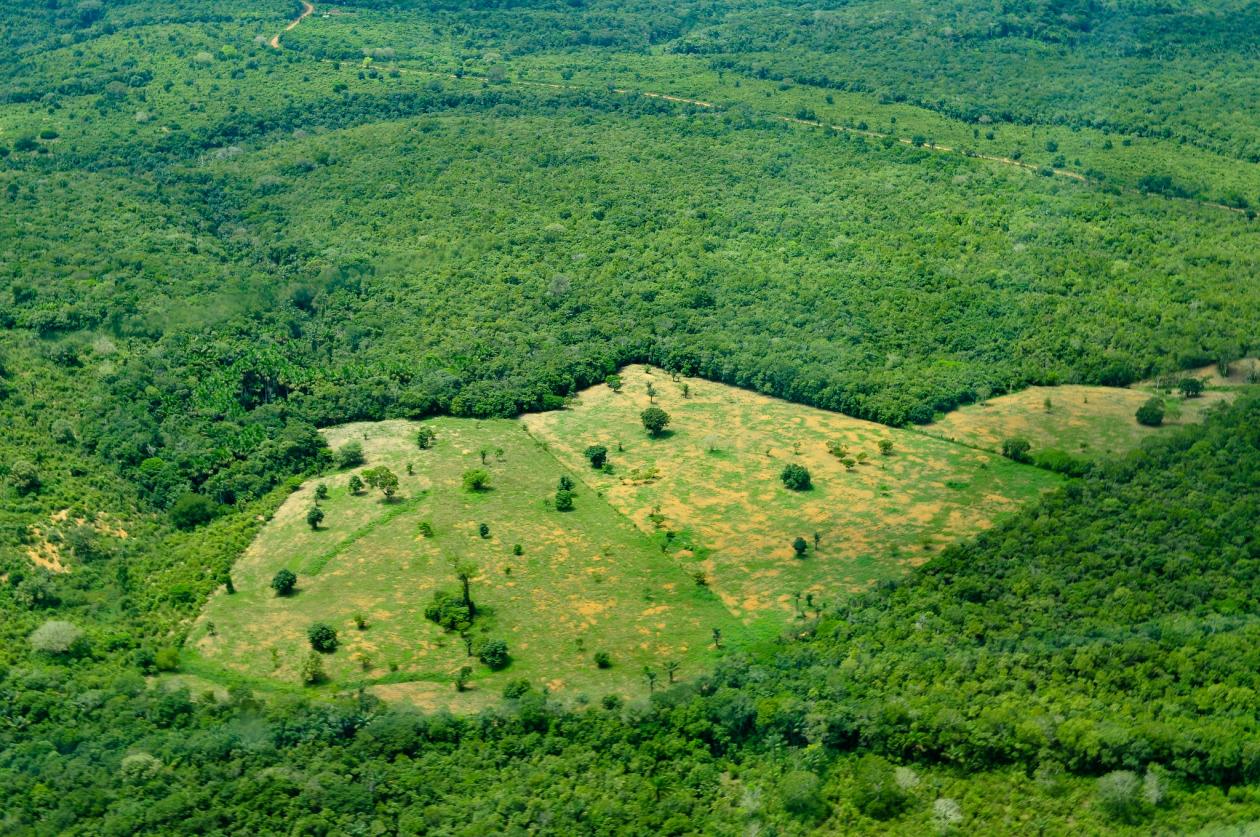 <p>imagem de desmatamento na Amazônia</p>