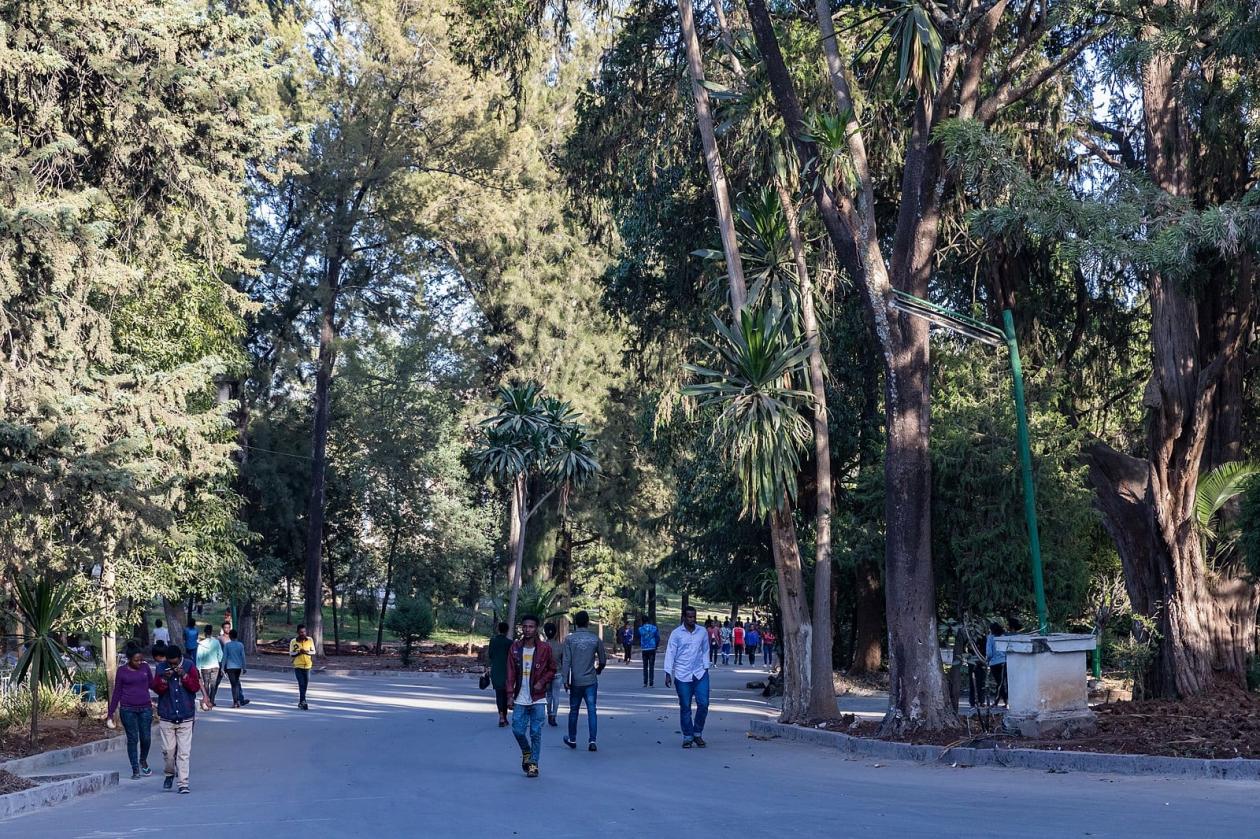 <p>árvores urbanas em Addis Abeba, na Etiópia /p>
