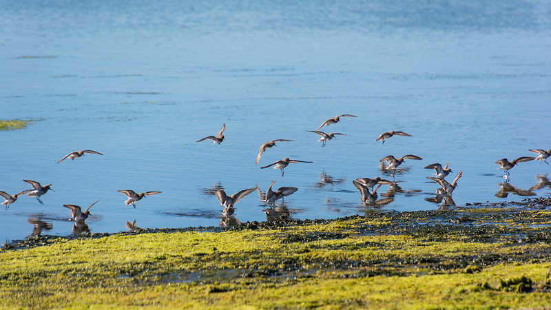 <p>Grupo de pássaros em Elkhorn Slough, na Califórnia (Foto: Don DeBold/Flickr)</p>