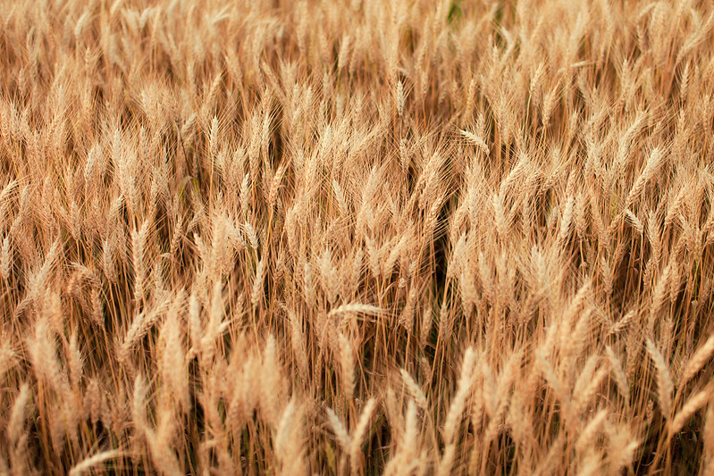 <p>Campo de trigo em Wisconsin (Foto: Chris Ford/Flickr)</p>