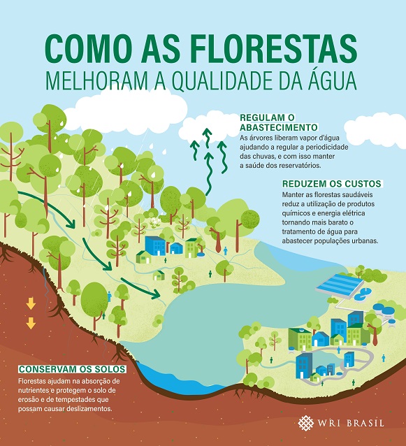 infográfico com informações que estão no texto, sobre como florestas melhoram a qualidade da água