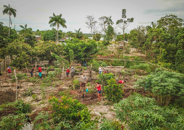 <p>Unidade demonstrativa de agrofloresta, restauração em Juruti (Foto: Preta/Terra/WRI Brasil)</p>