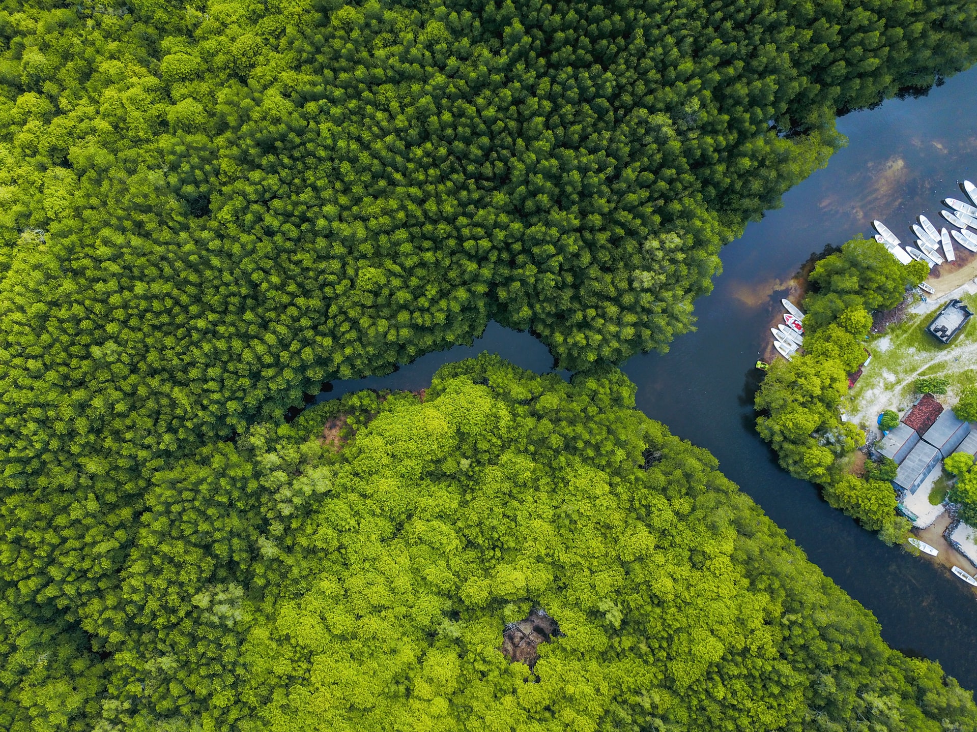 Campanha “Uma alma, uma árvore” para a restauração de áreas de mangue na Indonésia