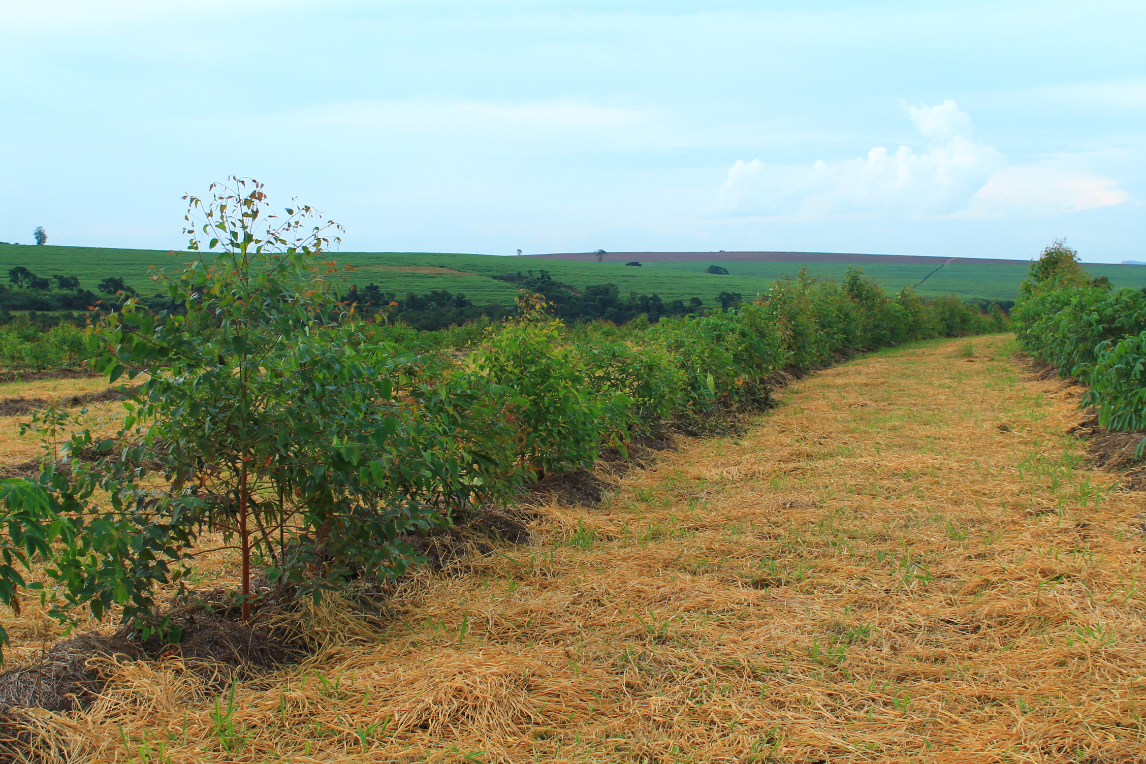 Sistema Agroflorestal usando plantio de mogno e citrus na Fazenda da Toca, no estado de São Paulo