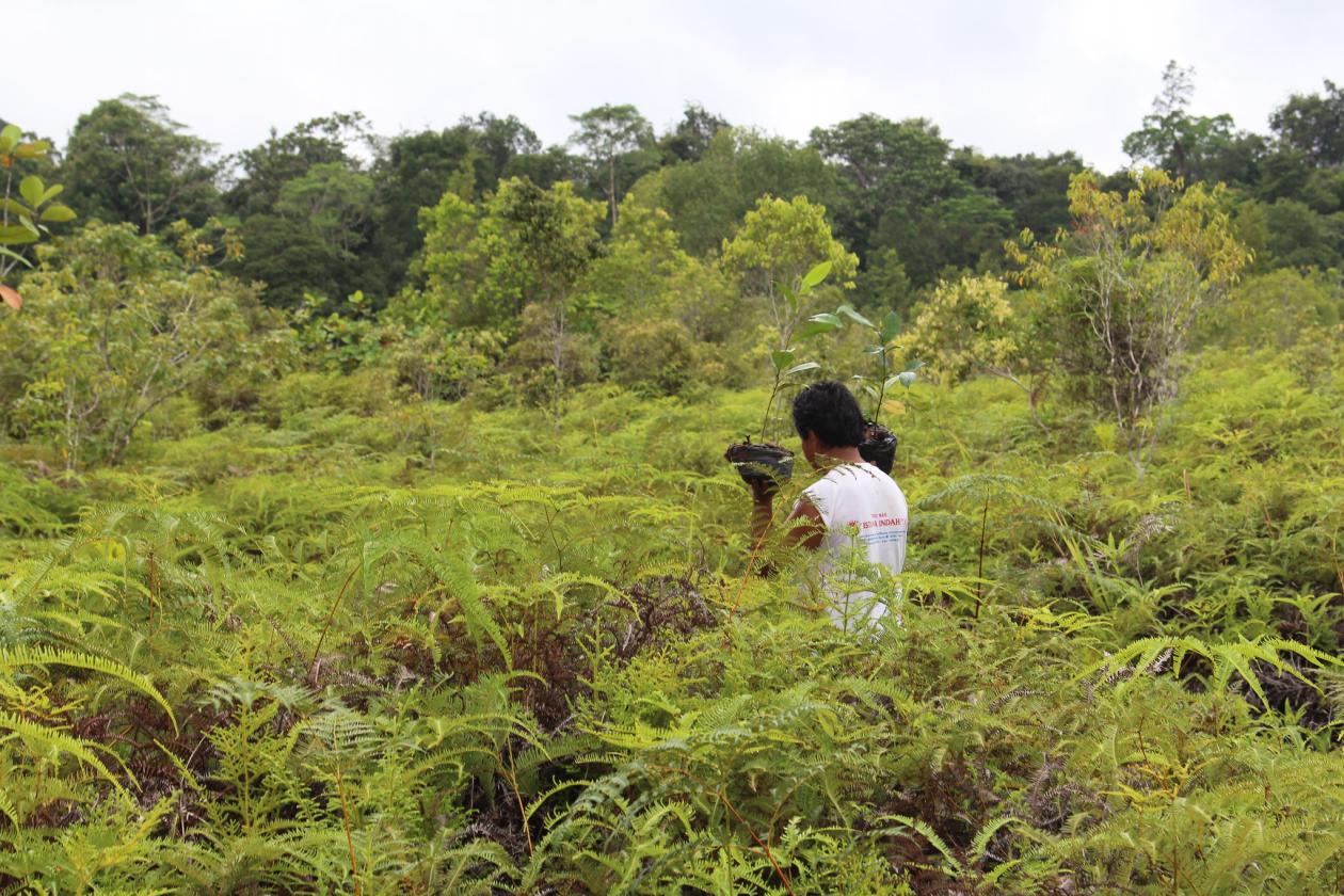 <p>imagem de Ajudante de um projeto de restauração florestal na Indonésia</p>