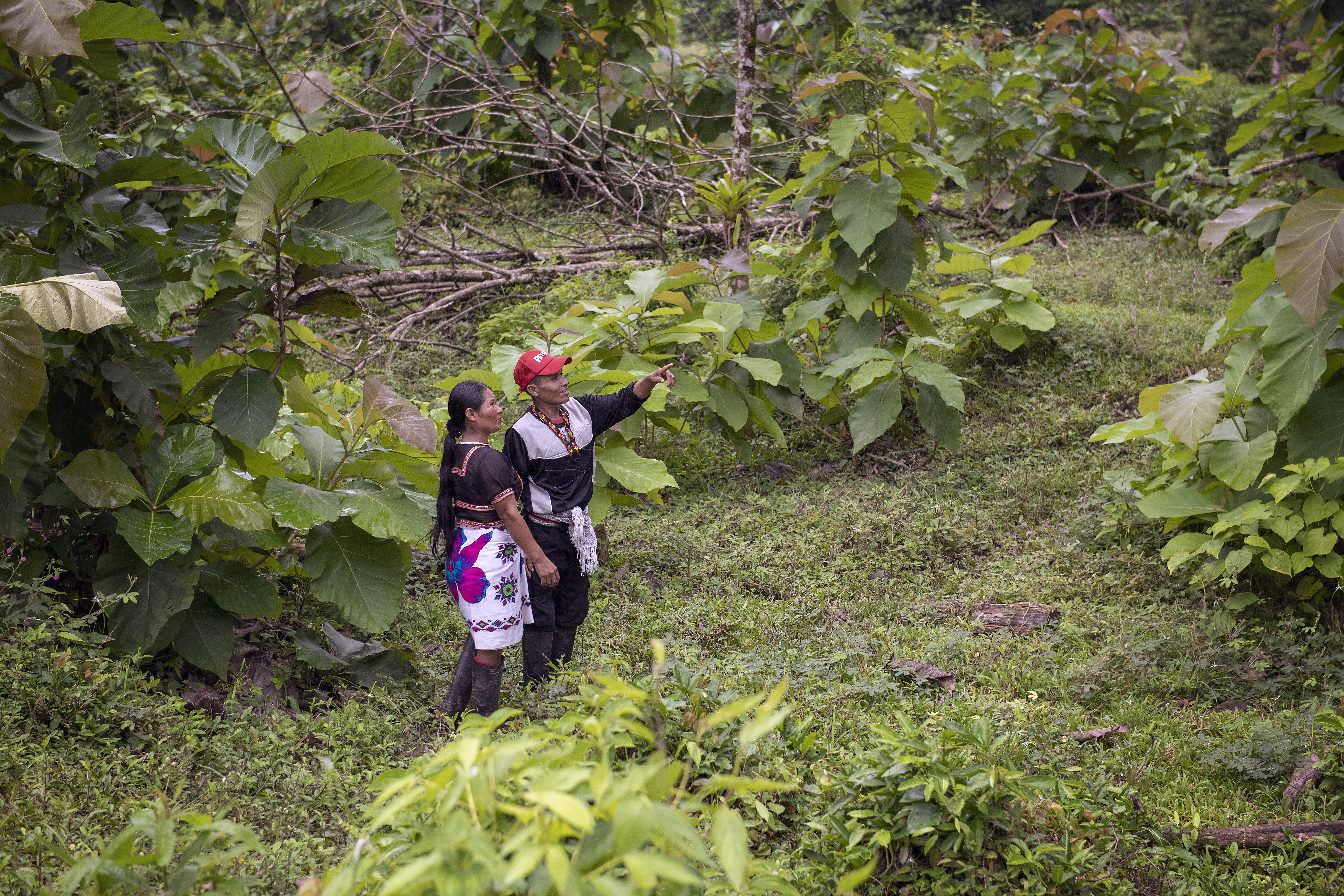<p>Dois membros da comunidade indígena Emberá, na Colômbia, caminham pela floresta tropical. A comunidade trabalha para preservar suas tradições e desenvolver meios de subsistência sustentáveis (Foto: Panos Pictures/Food and Land Use Coalition)</p>