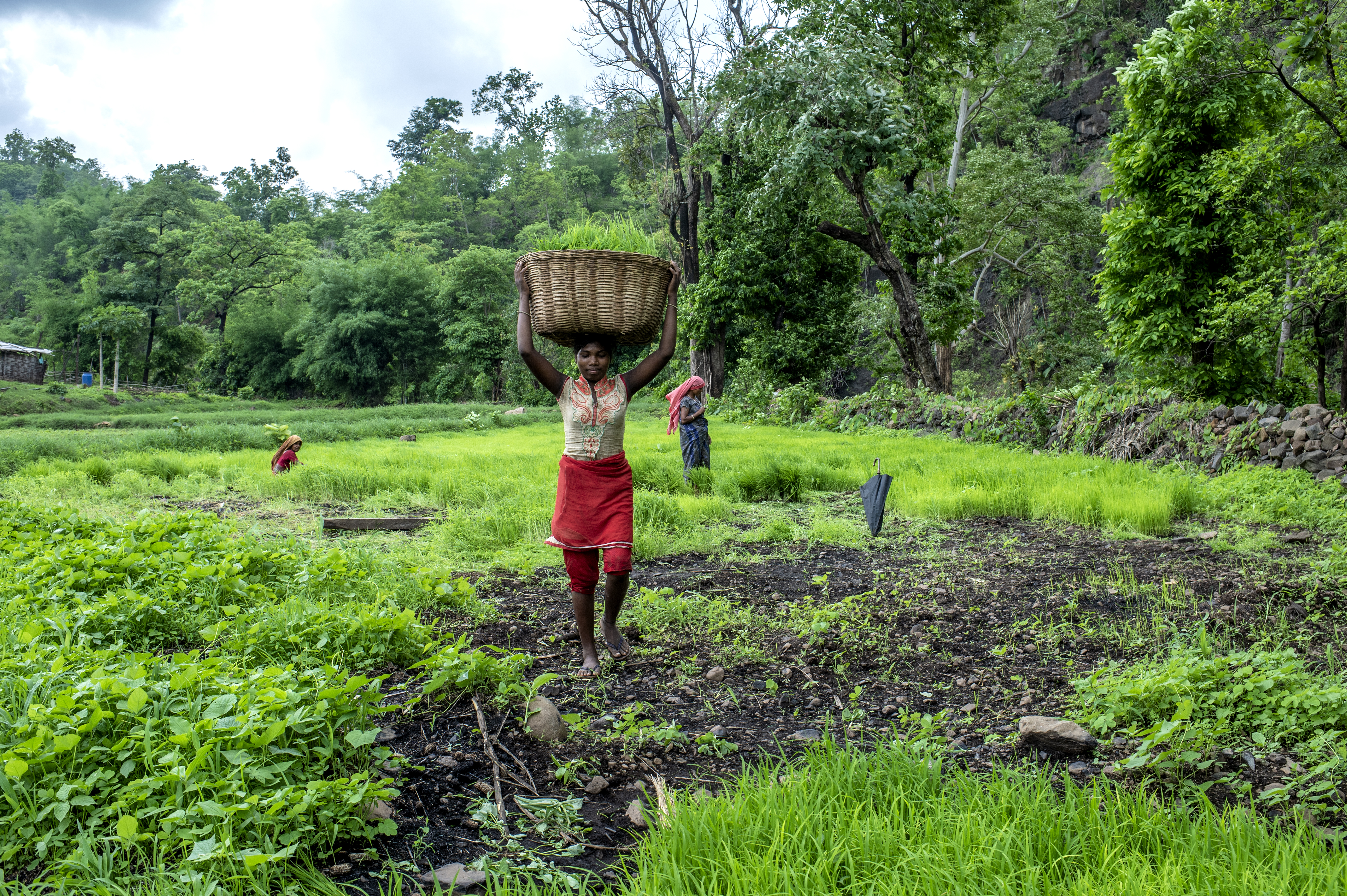 <p>Mulheres da vila de Sankdi, no distrito de Narmada (Índia), trabalham no campo da vila sob administração comunitária (Foto: Panos Pictures/Food and Land Use Coalition)</p>