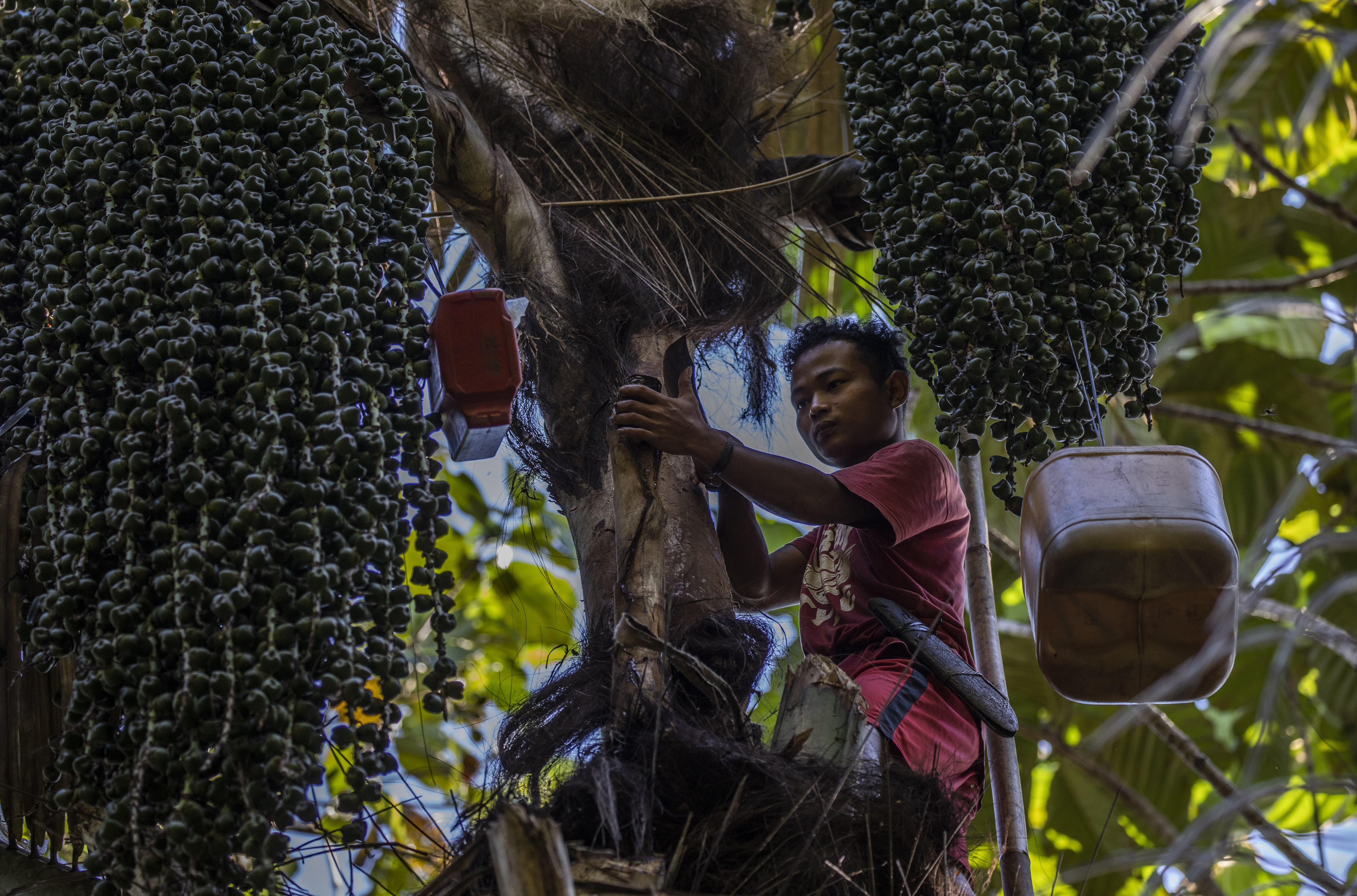 <p>Um agricultor escala uma palmeira para coletar seiva em Kalimantan Ocidental, na Indonésia. Investir nos meios de subsistência das comunidades rurais é uma das melhores maneiras de proteger florestas em todo o mundo (Foto: Panos Pictures/Food and Land Use Coalition)</p>