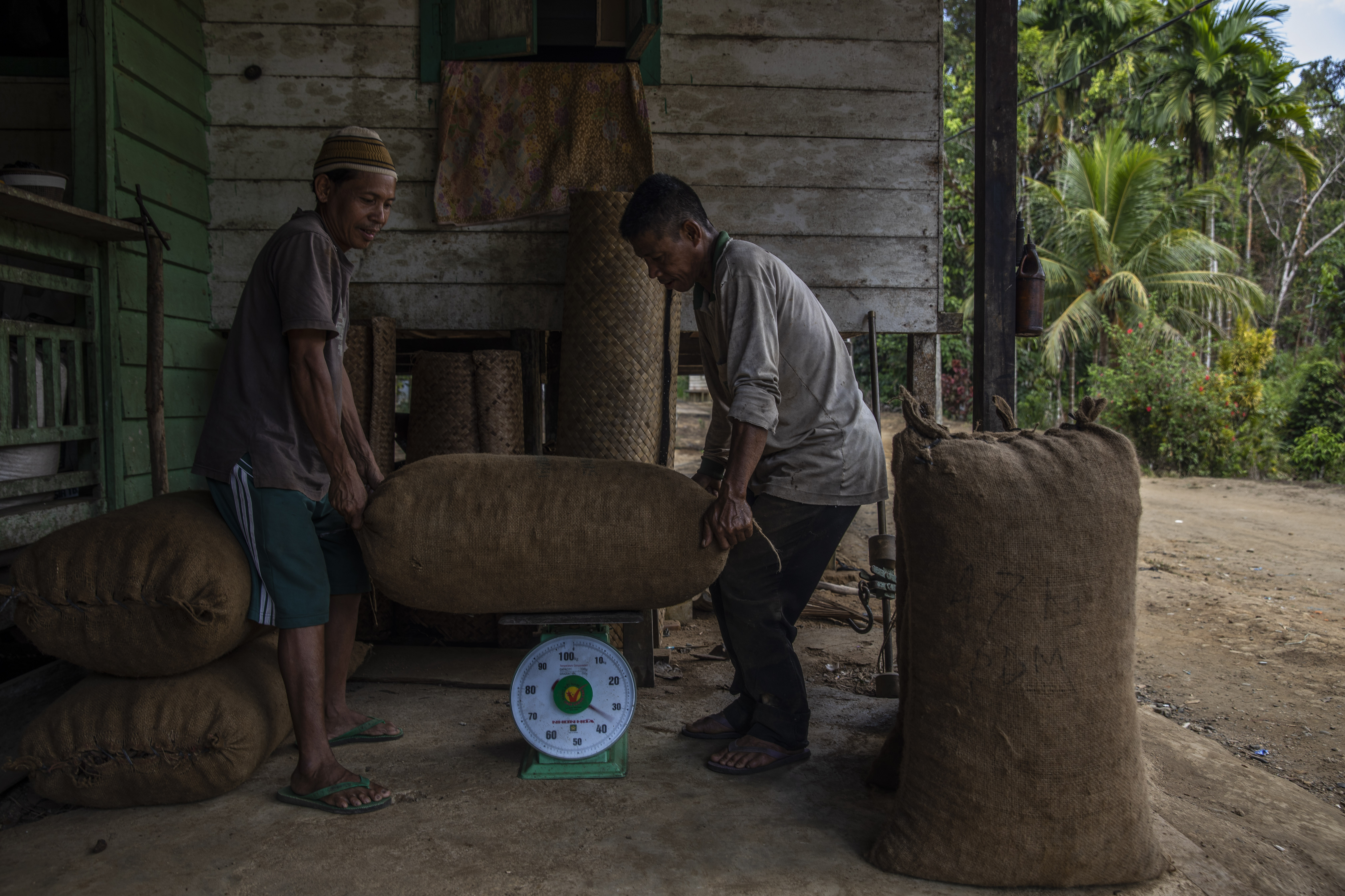 <p>Agricultores de Kalimantan Ocidental, na Indonésia, embalam e pesam nozes ilíacas secas ao sol como parte de um empreendimento social que conserva florestas e gera renda para as comunidades locais (Foto: Panos Pictures/Food and Land Use Coalition)</p>