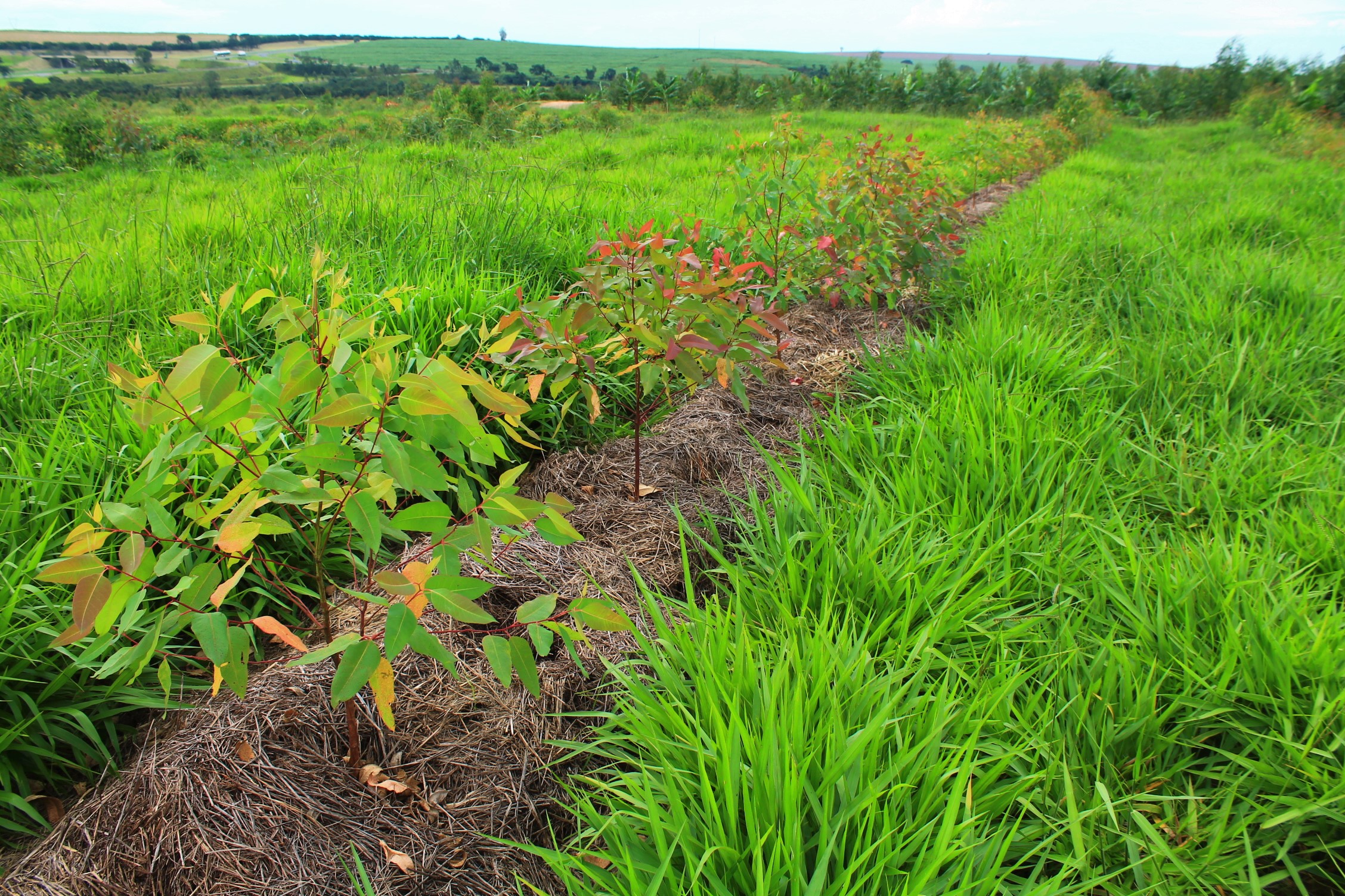 <p>foto de plantio agroflorestas na Fazenda da Toca</p>
