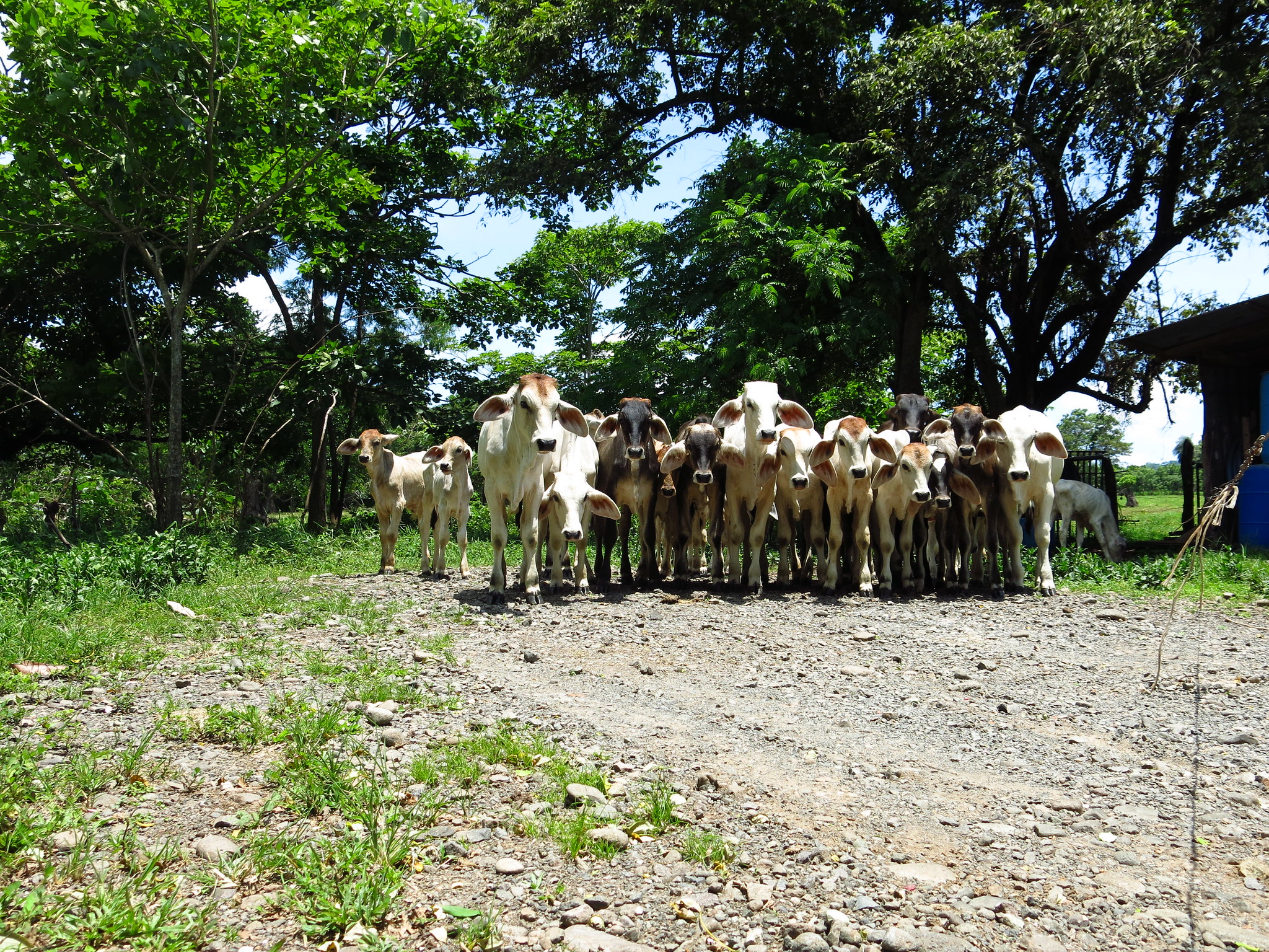 <p>Restauração por sistema silvipastoril ؘ(combinando gado e árvores) em Guanacaste, Costa Rica (foto: Luciana Gallardo Lomeli/WRI)</p>