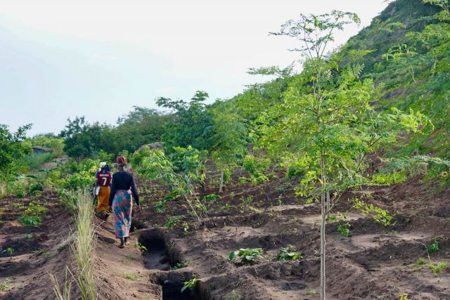 <p>Membros da comunidade de Khole, no Malawi, em meio a plantação de árvores frutíferas</p>